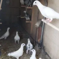 فروش دسته 15تای نر .به ضمانت پرش
