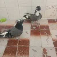 پرنده