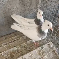 الماسی نروماده طوقی باهفت رنگ