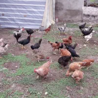 خروس جوان محلی