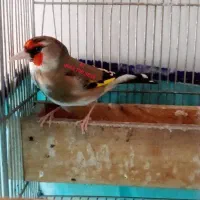 سهره دورگ زاغ و دورگ سرسیاه دشتکی