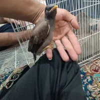 جوجه مینا افغانی نر