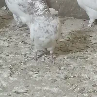 سلام دوستا ن عشق باز کفترمادش گم شده مثل خودش