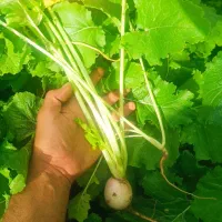 گه لا شه له می تازه
