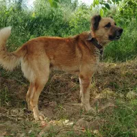 سگ افغان|سگ|سملقان, |دیوار
