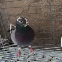 کبوتر گم شده
