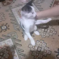 بچه گربه خوشگل ملوس۵ ماهه شیوه پلا
