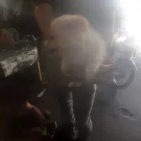 سگ نر