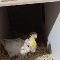 جوجه عروس هلندی لوتینو