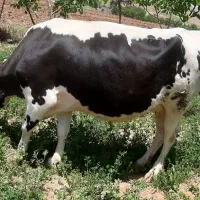 گاو آبستن ۷ ماه