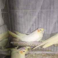 جوجه عروس هلندی
