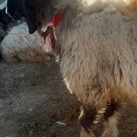 دام داری زمانی