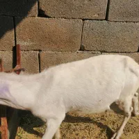 کهره نر سانن