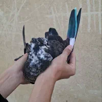 کفتر|پرنده|تهران, اوقاف|دیوار