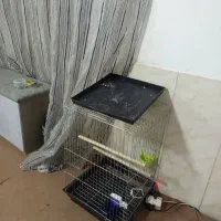 قفس