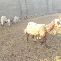 میش و بره