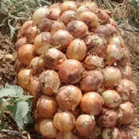 پیاز درجه یک