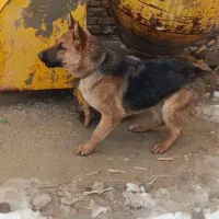 سگ ژرمن|سگ|اصفهان, بوستان ناژوان|دیوار