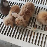 جوجه خرگوش لپ اصلی فروشی