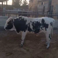 گوسال چاق
