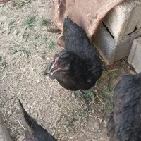 مرغ ریشی محلی