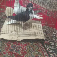 کبوتر