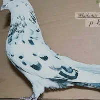 خالدار  و یدونه کلدم گمشده