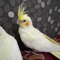عروس هلندی سخنگو فول دستی
