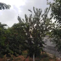 باغشهری گلستانه دالین سپیدان