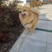 پامرین
