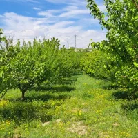 ویلا باغ دلنشین قطره ای در اهر