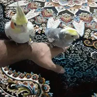 دوعدد عروس هلندی نر دستی
