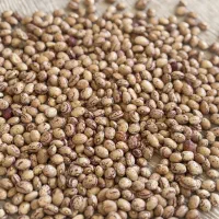 فروش لوبیا چیتی سرحد