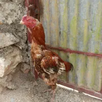 مرغ لاری خروس لاری