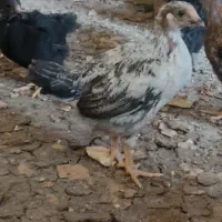 جوجه محلی گلپایگان