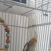 یه جفت عروس هلندی نر ماده آماده پا جفت