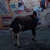 بره قوچ میش