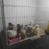 تعدادی جوجه گلین اصل ده پانزده روزه