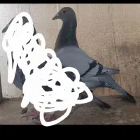 پلاکی اصلی با جوجه