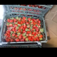 توت فرنگی مربا