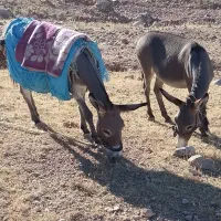 فروش الاغ