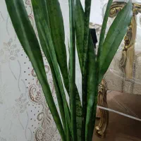 گـل سانسوریا
