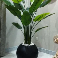 فروش انواع درختچه به صورت تک و عمده