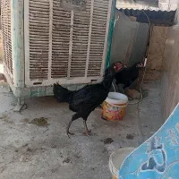 مرغ لاری