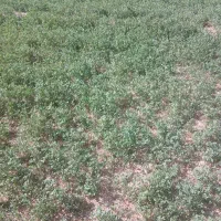 بذر یونجه درجه یک محلی
