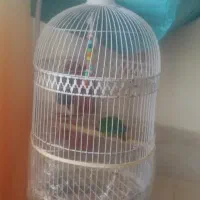 قفس