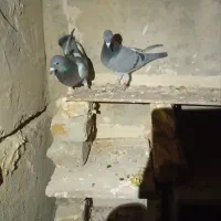 کبوتر