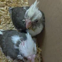 جوجه عروس هلندی سرلاکی