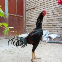 یک عدد خروس لاری