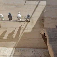 کبوتر در سهند